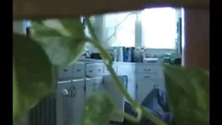 Numi Zarah kalti, pūlingas.