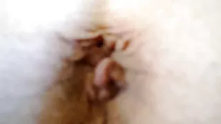 Bambi šilko asilas yra jos didelė problema.